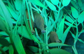 Rhamphichthys Rostratus
